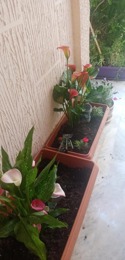 Aegina'S Flowers House מראה חיצוני תמונה