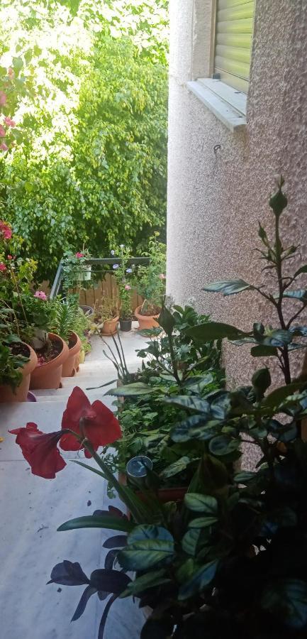 Aegina'S Flowers House מראה חיצוני תמונה