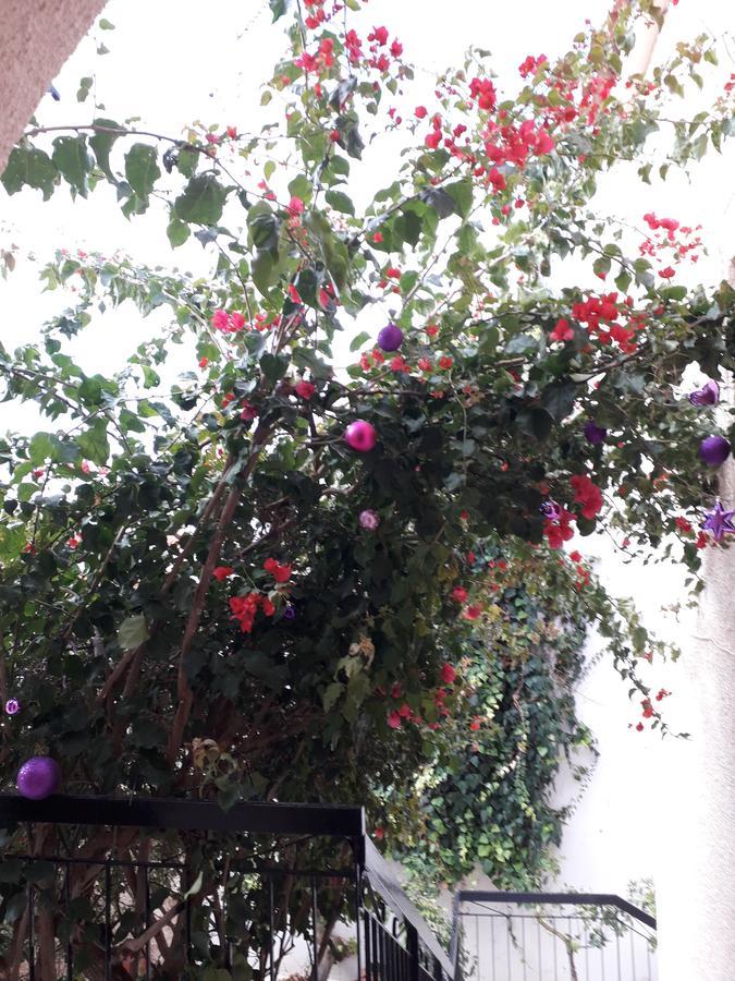 Aegina'S Flowers House מראה חיצוני תמונה