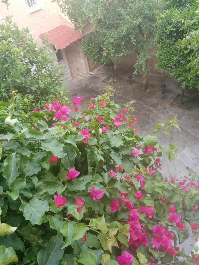 Aegina'S Flowers House מראה חיצוני תמונה